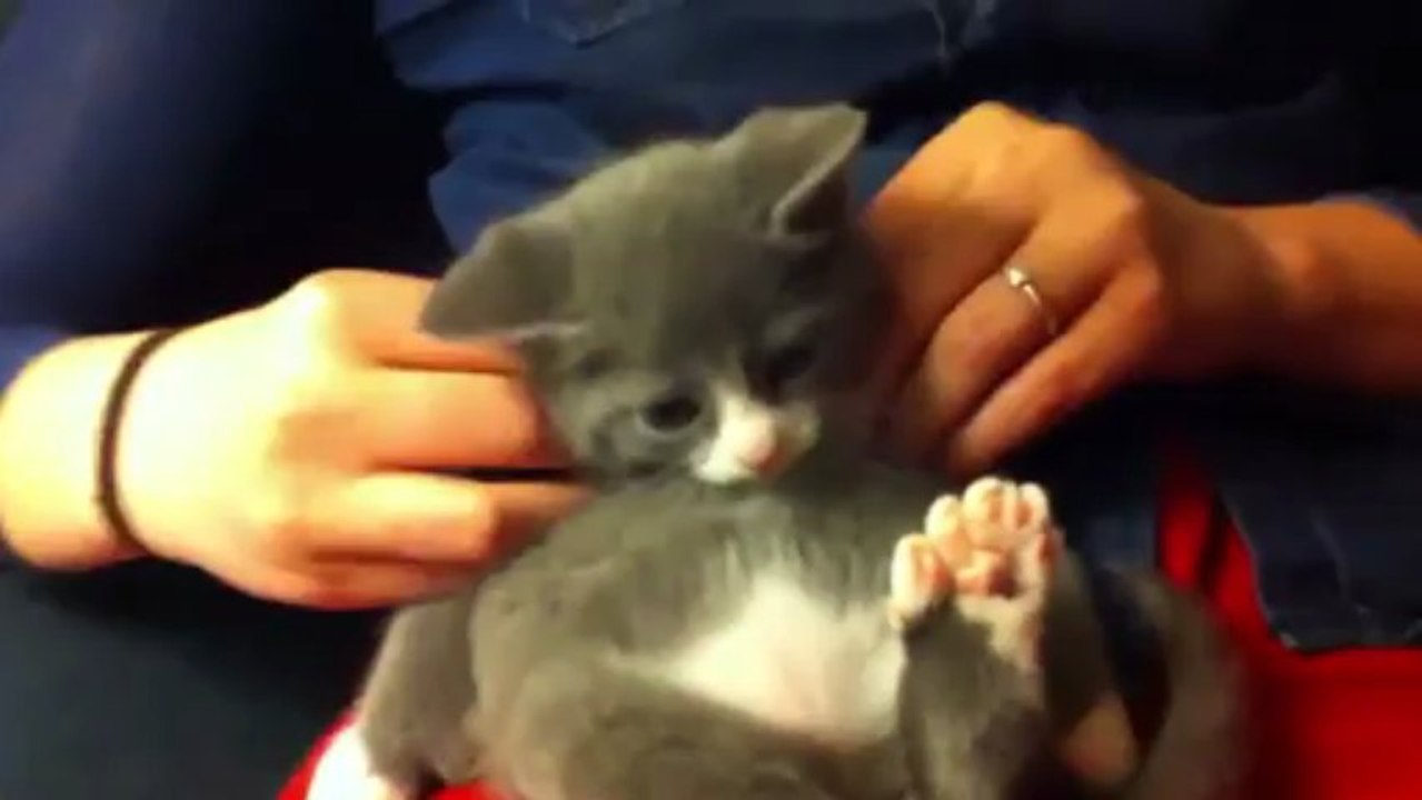 Un chat se fait masser - KITTEN MASSAGE