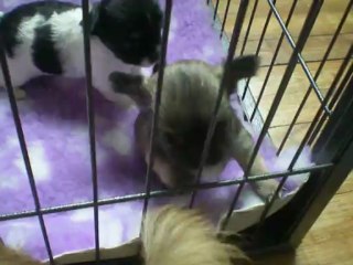 Les bébés de Samba et Félix à 1 mois.