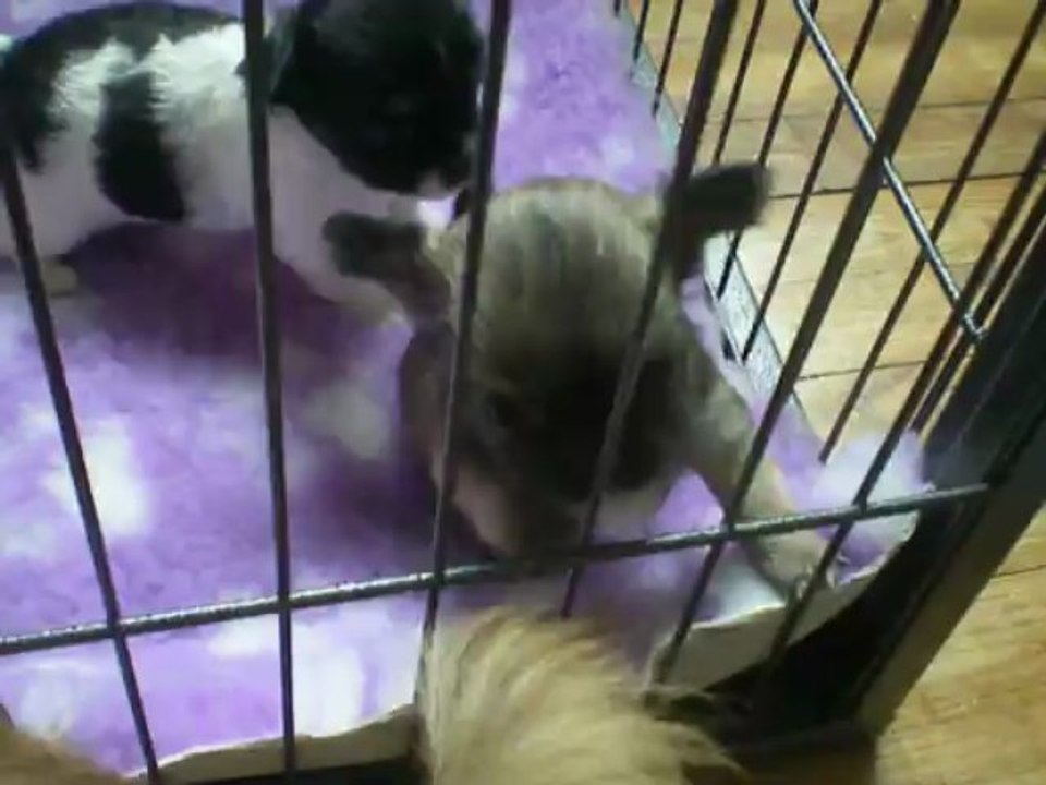 Les bébés de Samba et Félix à 1 mois.