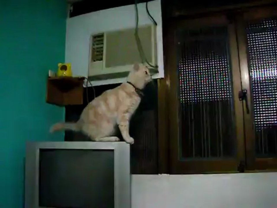 Funny animals !!