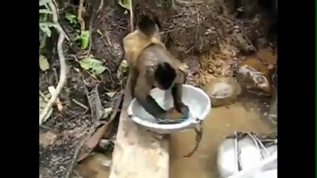 Funny Animals Behaving like Humans