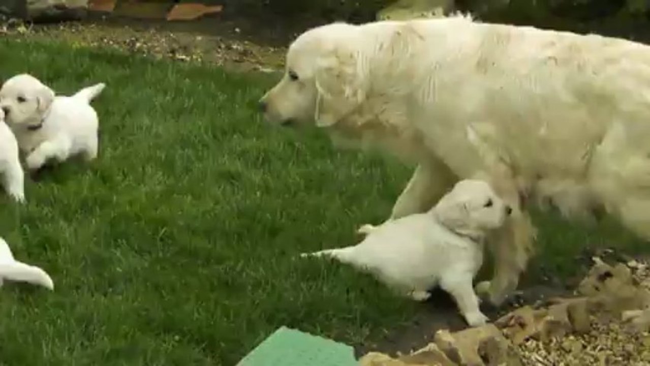 Les goldens à 4 semaines 5
