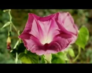 Who is the Loved One- by Sami Yusuf