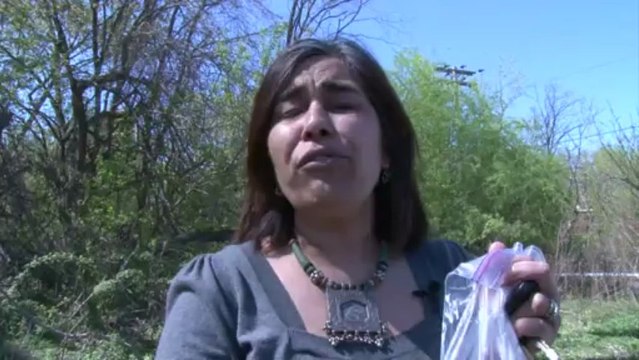 L'anguille, l'or des rivières, menacée par la surpêche