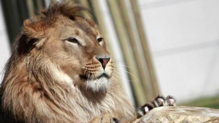 Bonjour, un taco à la viande de lion et des frites, s'il vous plaît