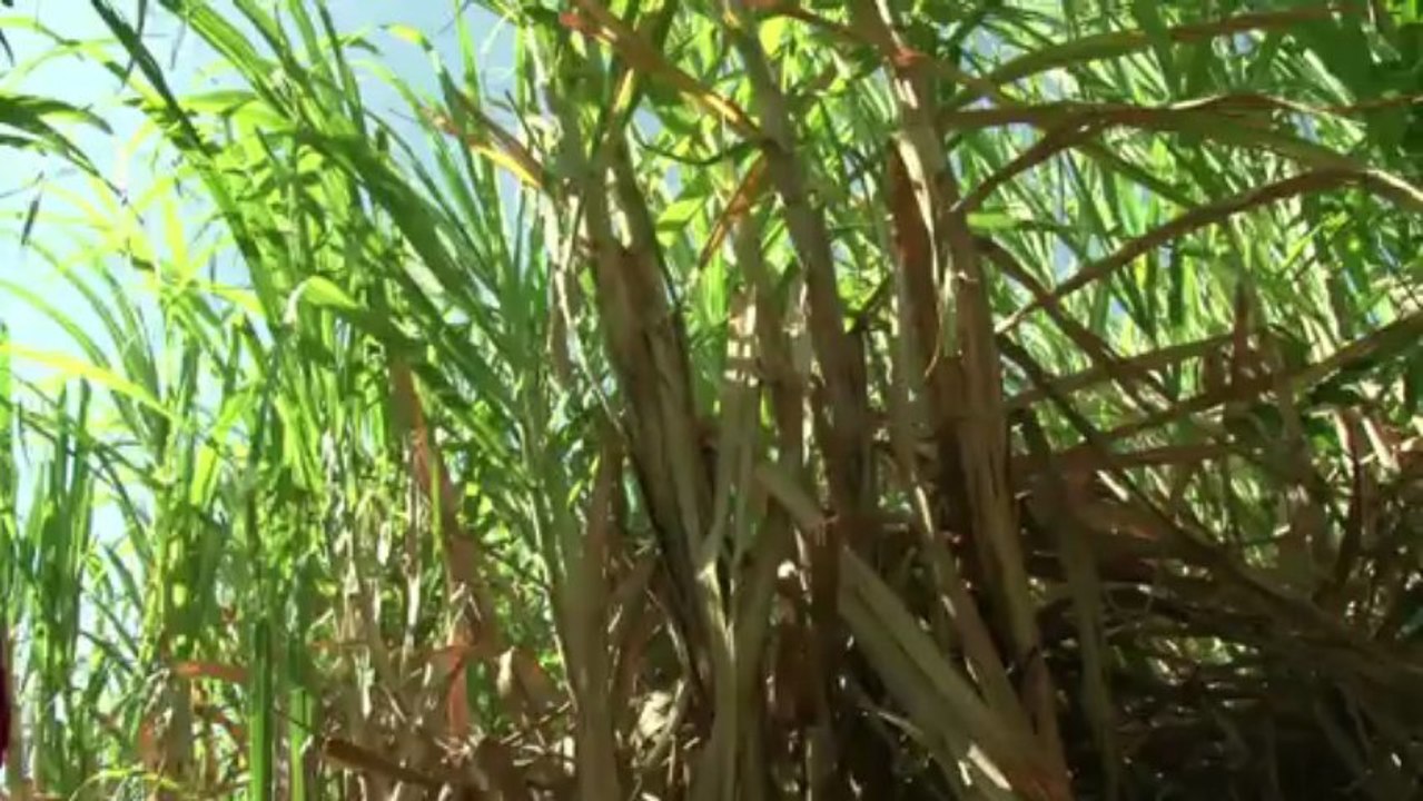 Heuschrecken fressen Madagaskar kahl