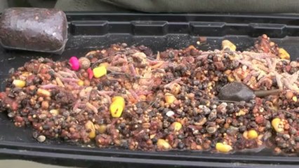 Carp Fishing in France Webcast - March 2013