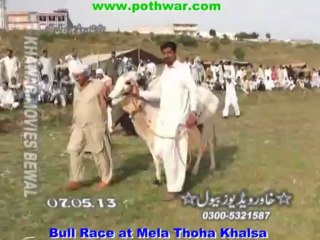 Bull Race at Thoha Khalsa 07 May 2013