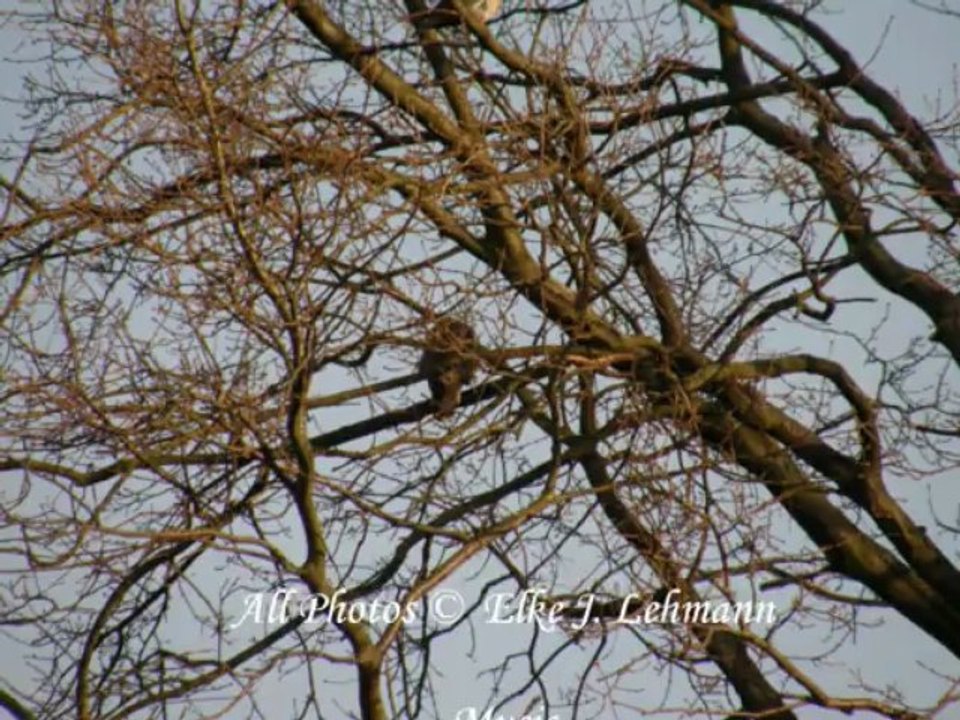 Vögel - Taube - Columbidae - Pigeon