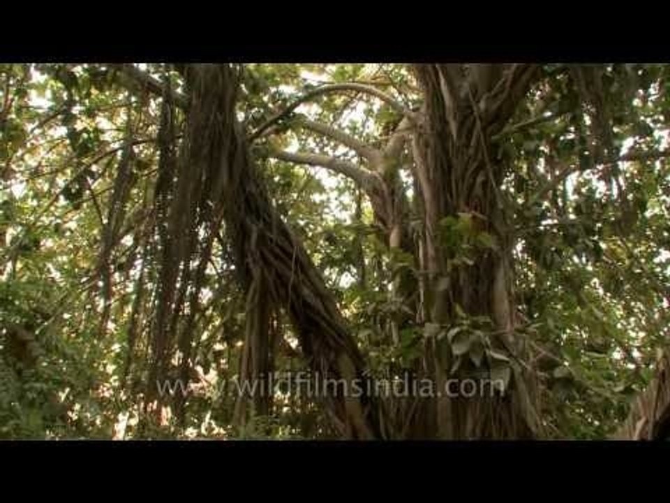 An old Banyan tree in the heart of New Delhi