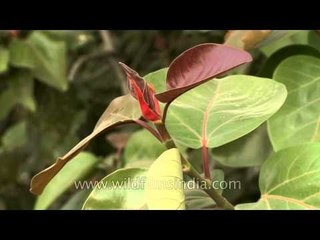 New leaves of an old Banyan tree