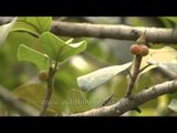 Ficus berries - food for birds