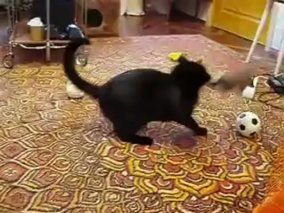 Chat joue avec une hermine