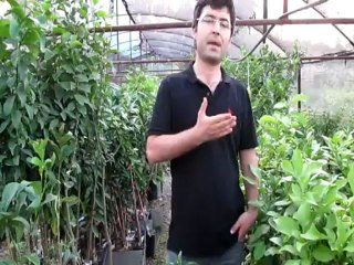 Badem Yetiştiriciliğinde Kullanılan Badem Çeşitleri