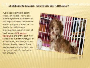 Take a Note of the Puppy Reviews before Buying Mal-Shi Puppies for Sale