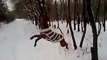 Pitbull Really Wants That Stick