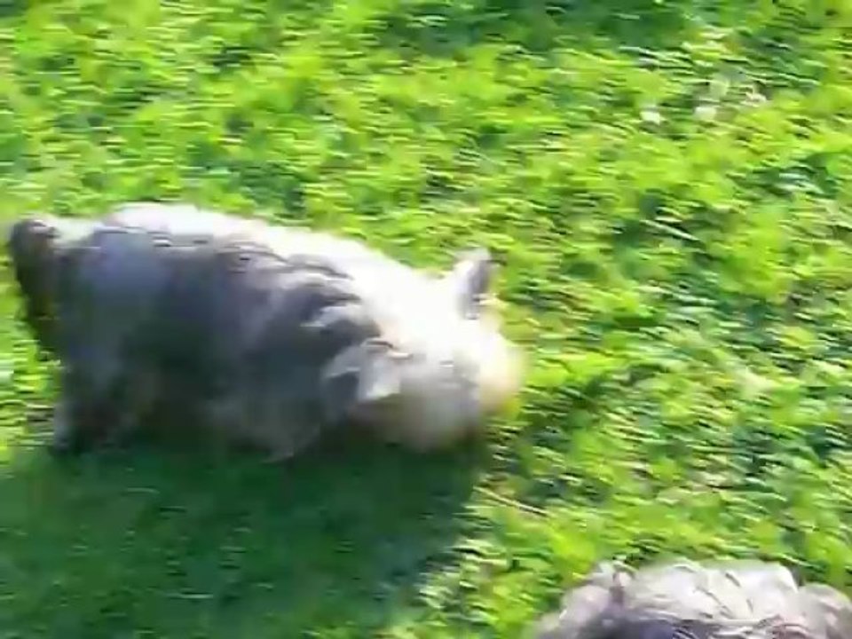 1ère journée des bébés de CYBELLE à l' extérieur 25 avril 2013