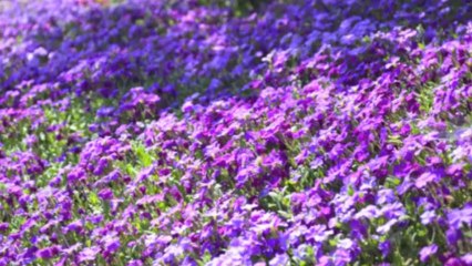 Le printemps et ses fleurs à Crisnée