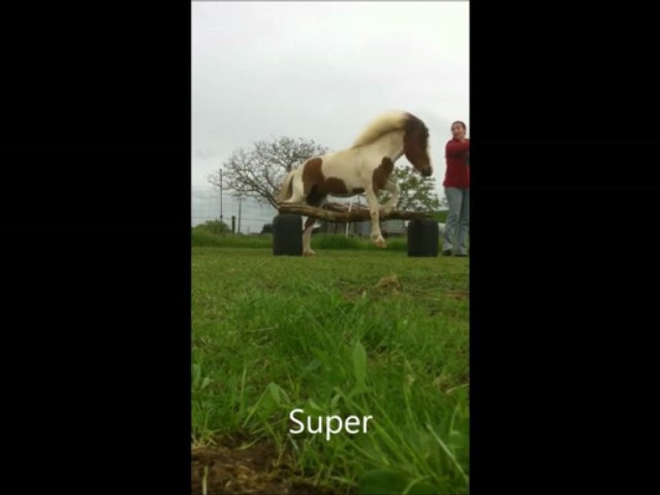 pony, premiers sauts en liberté