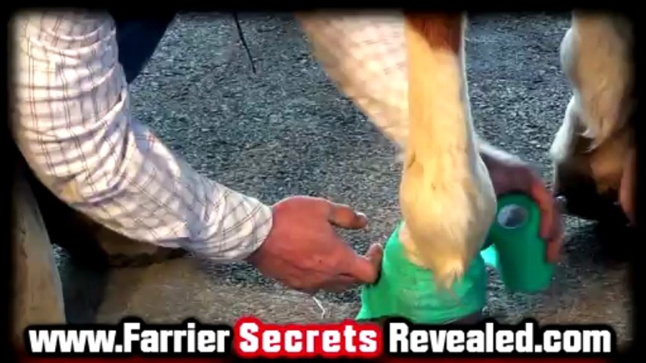 How To Pull A Horseshoe & Wrap A Hoof | Farriers In Virginia