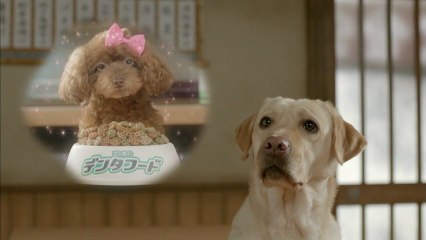 sunriseゴン太のデンタフード「看板娘」編CM15秒