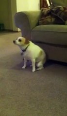 Un chien danse sur Eminem