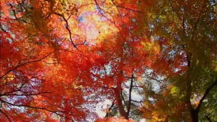 Canon EOS 5D MK3 örnek video çekimi - HD