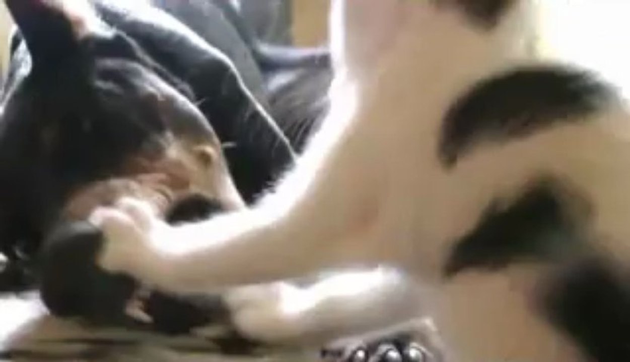 Gatinho contra doberman