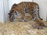 Bébés tigres