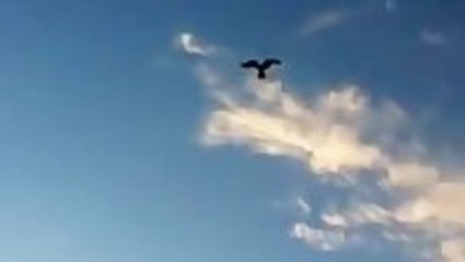 Bird Glitch In The Matrix