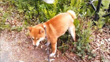 いつもより多く(･･?　～その２～