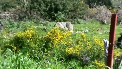 BOUMANSOUR AUX COULEURS DU PRINTEMPS