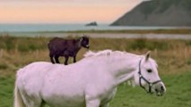 Top Videos of the Week: Goat Riding Horse, Ski Fail, Google Fears