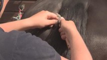 How To Shape A Horses Tail