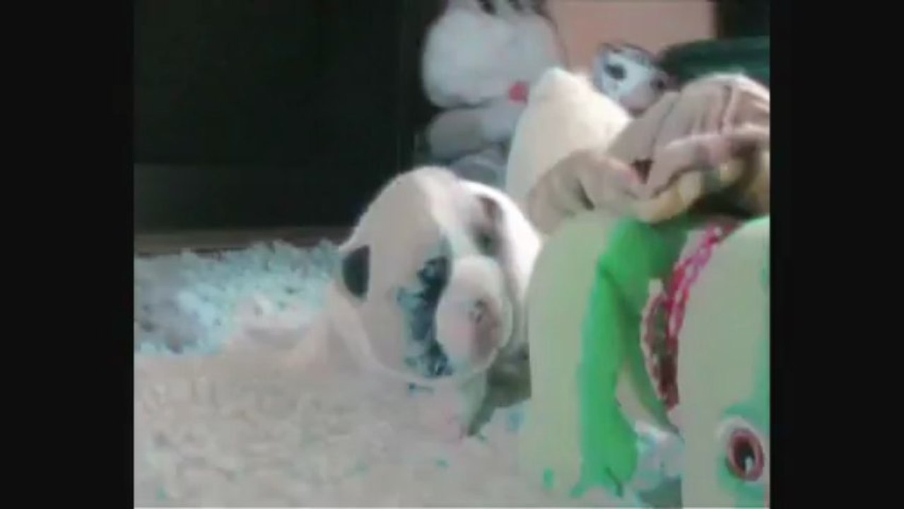 IXX EL DIABLO des ANGES de MATHEO à 10 jours.