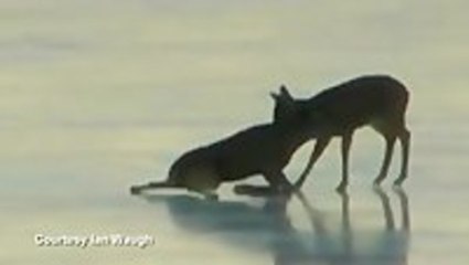 Helicopter Rescues Deer From Frozen Lake