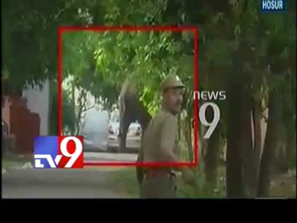 Elephants enter city road
