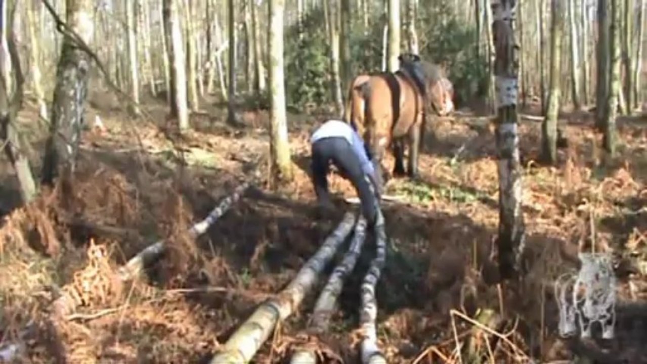 Débardage au Parc Solvay, La Hulpe