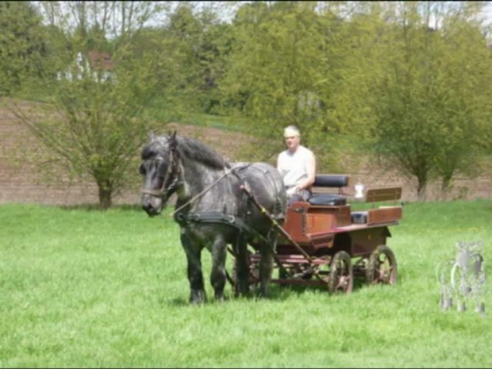 Débourrage d'Igor à l'attelage
