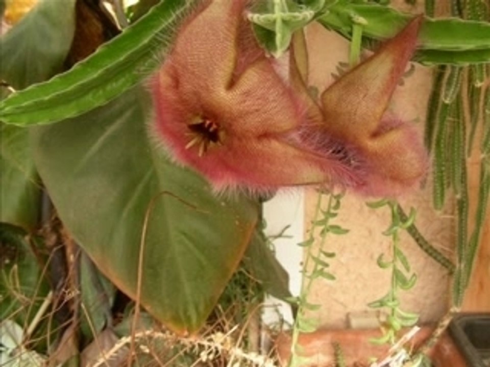 Stapelia_desmetiana_var_pallida