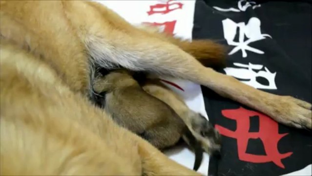 Chiots Berger Malinois âgé de 3 jours - Elevage Gaia Vlka