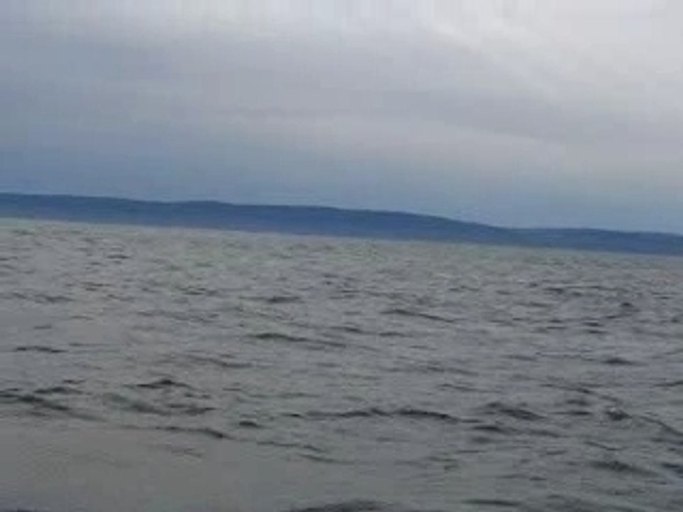 Les baleines !