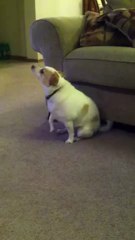 Découvrez un chien qui danse avec entrain sur du Eminem