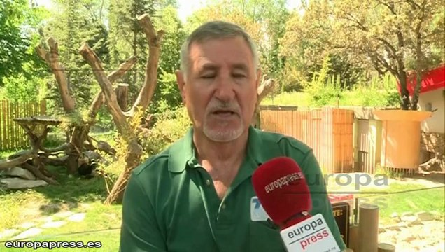 El Zoo de Madrid despide a las crías de oso panda