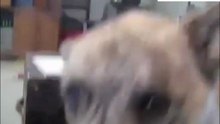 Uitzendinggemist: dog tease (i)