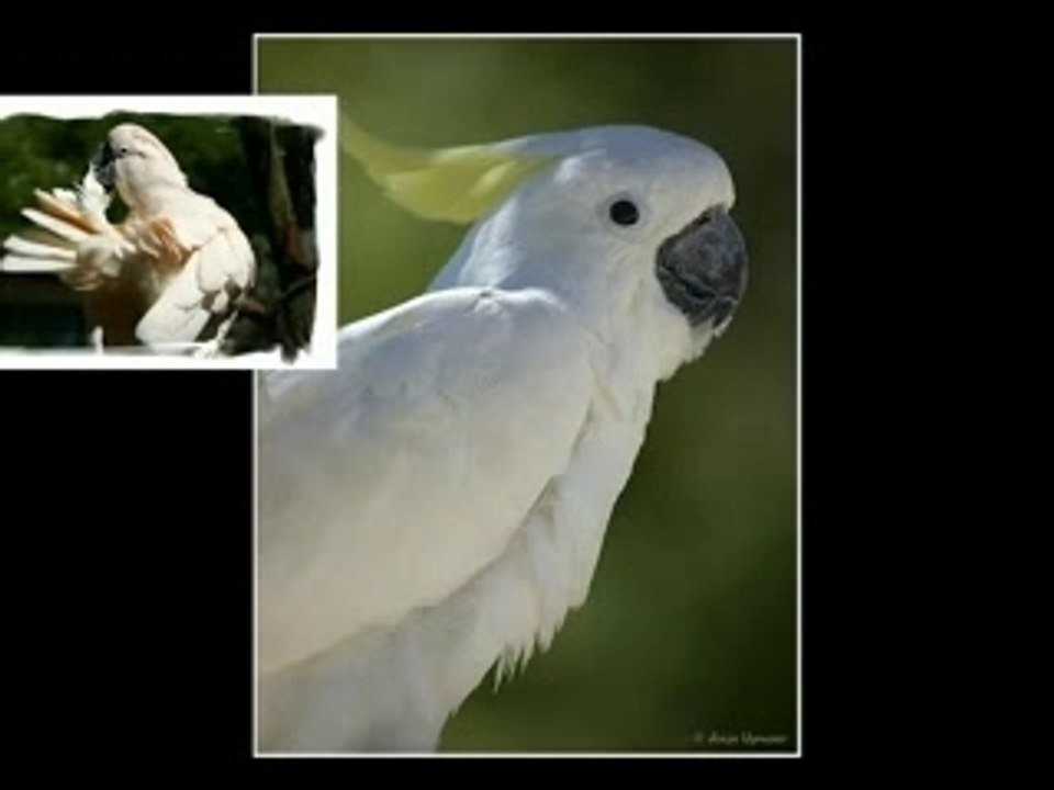 perroquet: le cacatoès