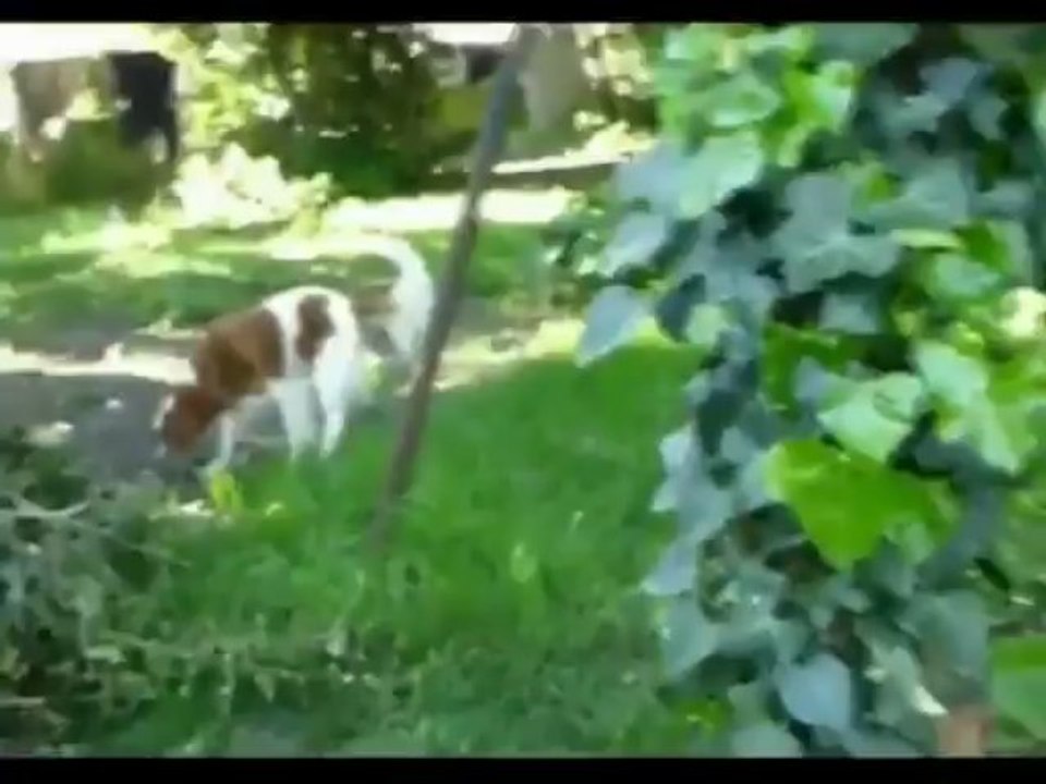 Séjour paisible pour Stark