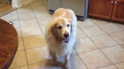 Chien après une anesthésie