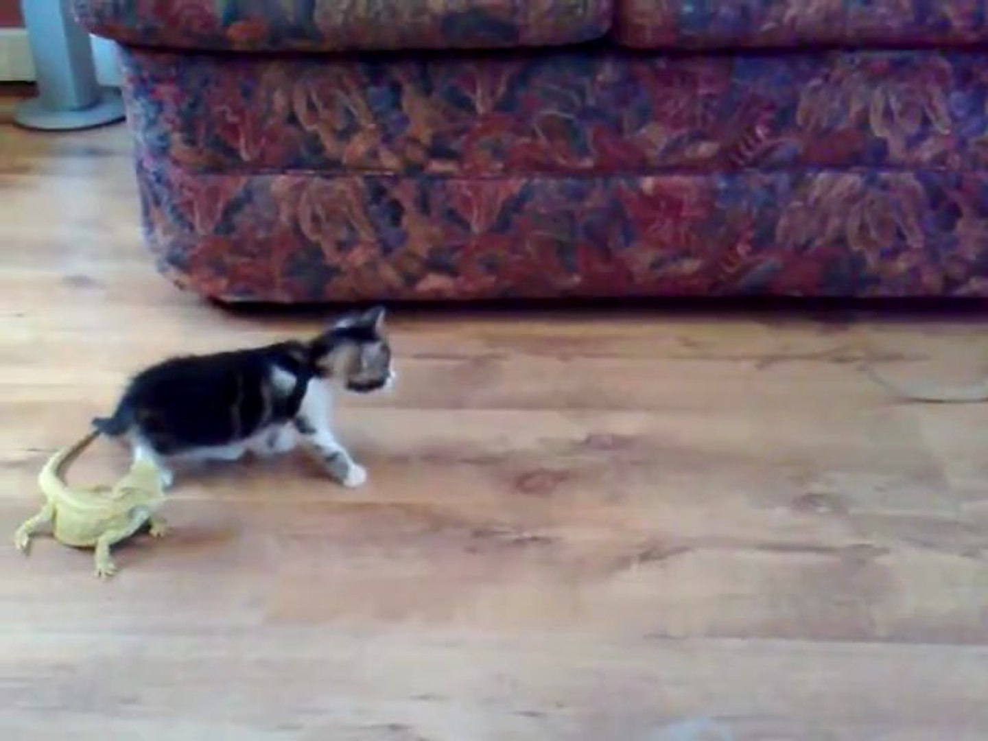 Un Chaton A Peur D Un Lezard Video Dailymotion