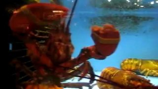 Lobster Goulet